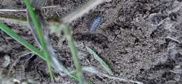 Armadillidium versicolor Stein 1859 resmi