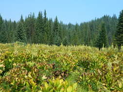 صورة Veratrum californicum var. caudatum (A. Heller) C. L. Hitchc.