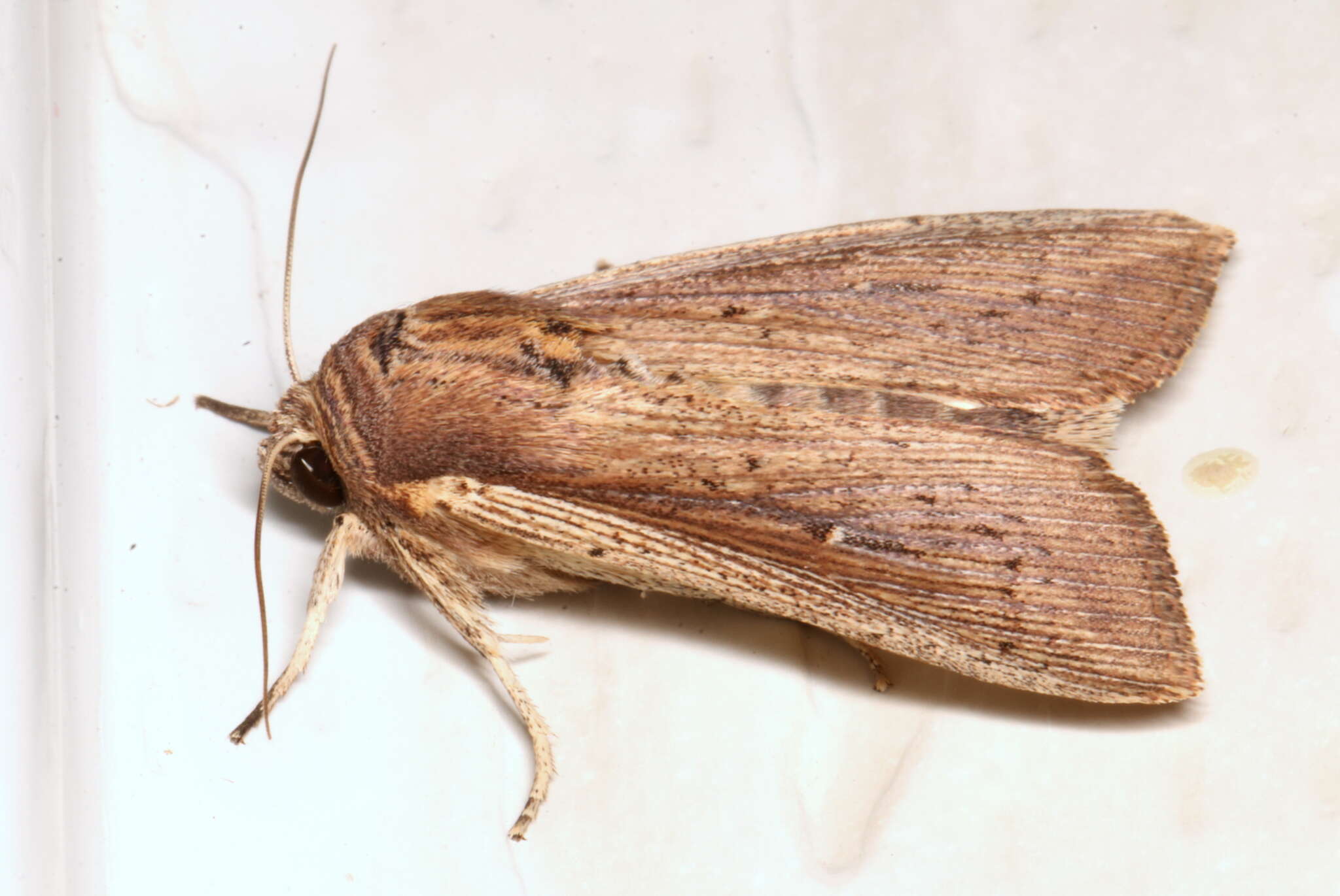 Leucania polysticha Turner 1902的圖片