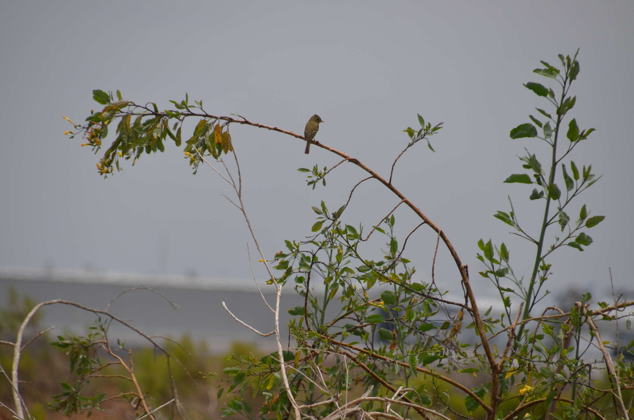 Image of Pacific-slope Flycatcher