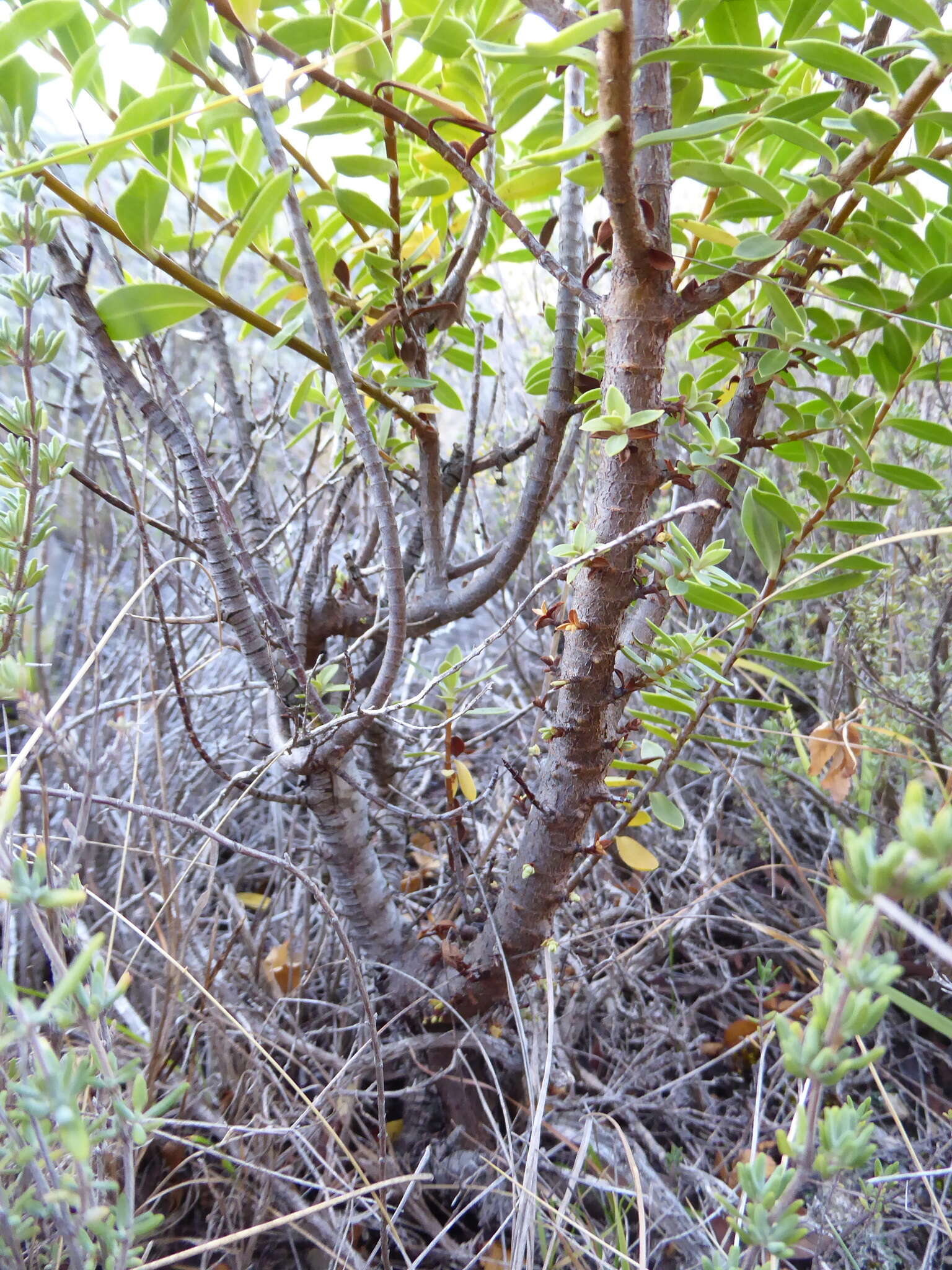 Слика од Veronica rakaiensis J. B. Armstr.