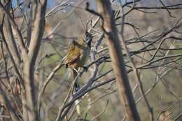 Image of Black-throated Whipbird