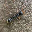 صورة <i>Myrmecia haskinsorum</i>