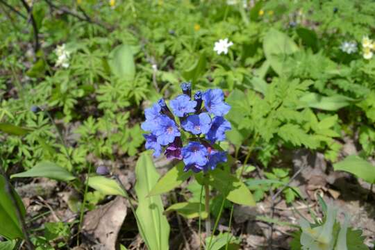 صورة Pulmonaria mollis Hornem.