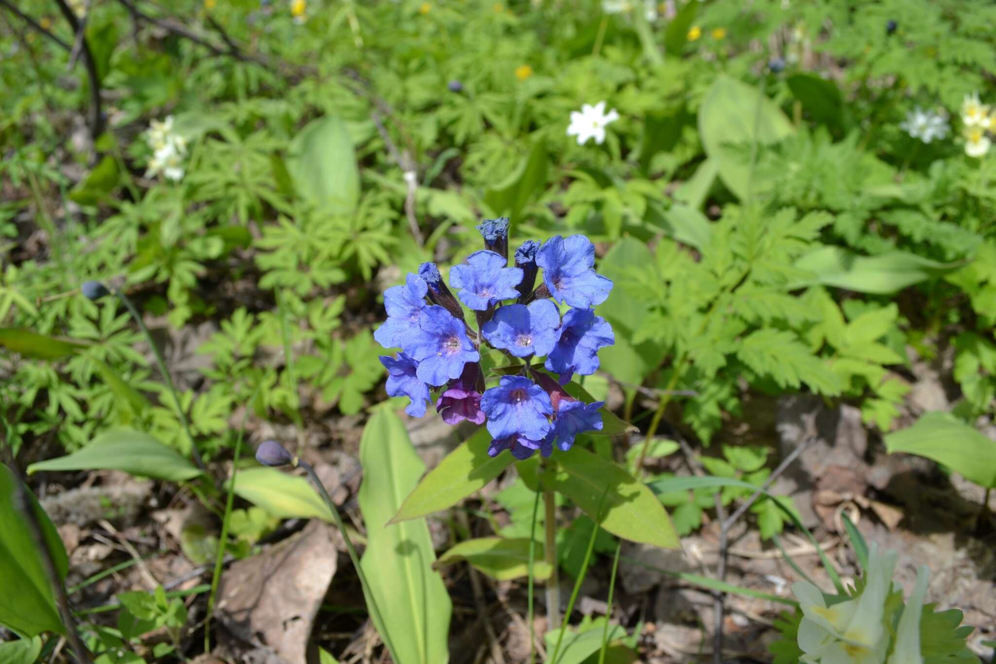 Image of Pulmonaria mollis Hornem.