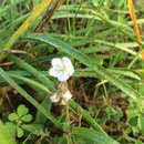 Image of smallflower phacelia