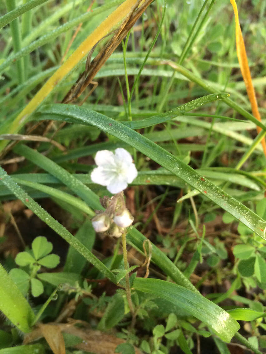 Image of smallflower phacelia