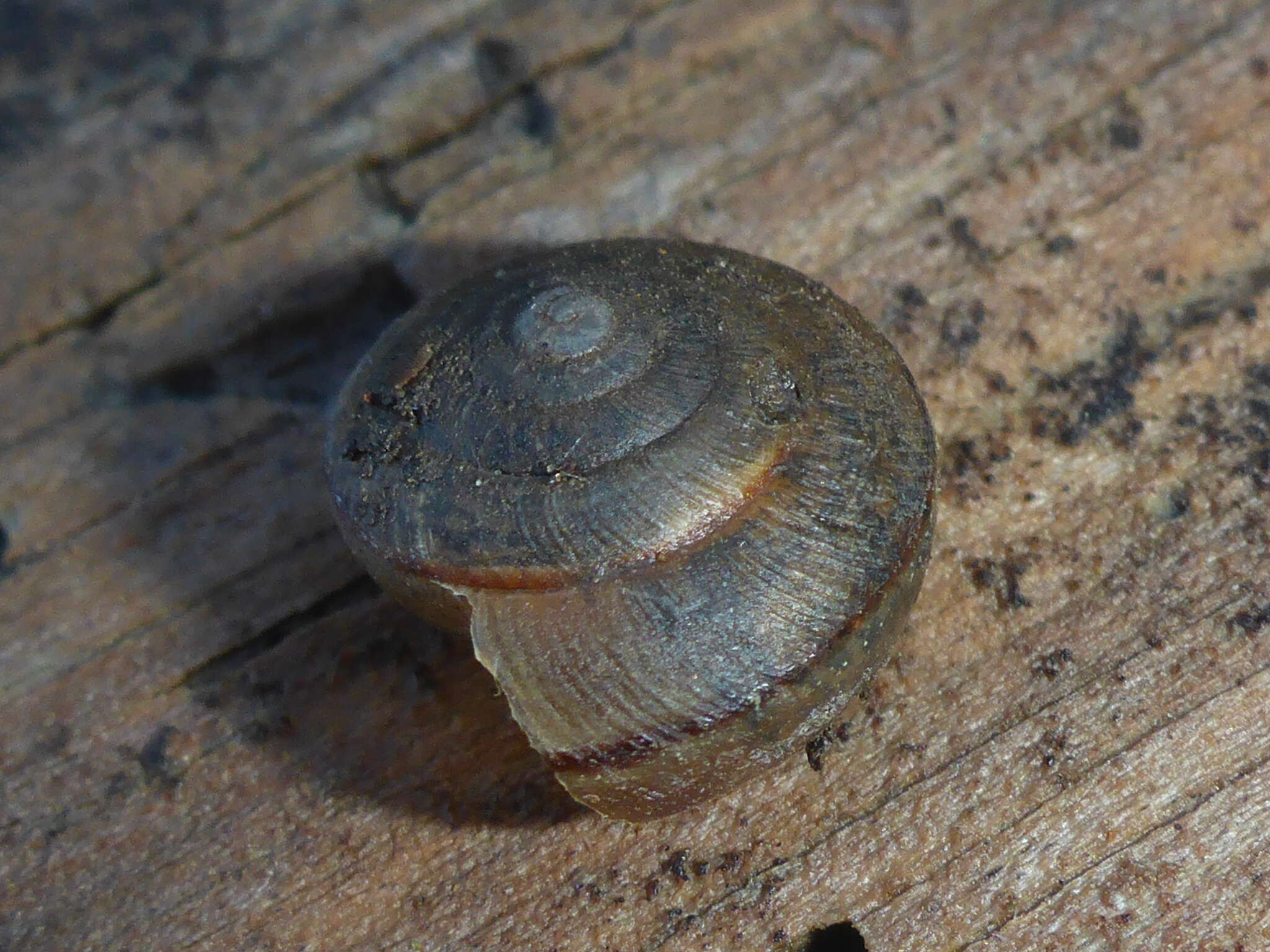 Image of Helminthoglypta nickliniana ramentosa (A. Gould 1856)