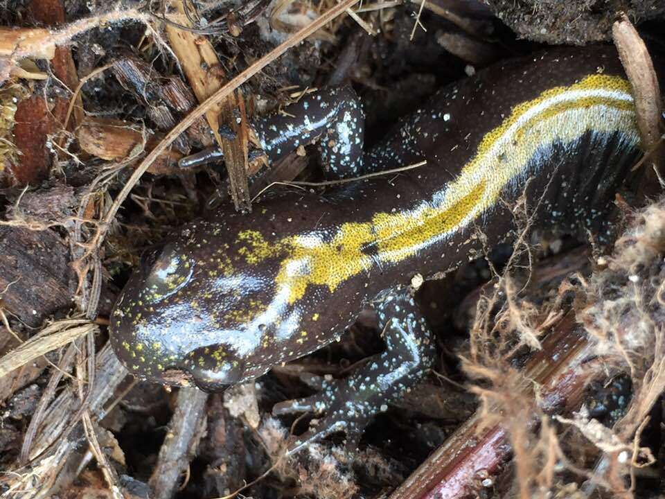 Image of Ambystoma macrodactylum Baird 1850