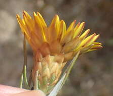 Image of Oedera pungens subsp. pungens