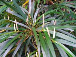 Image of Piper linearifolium C. DC.