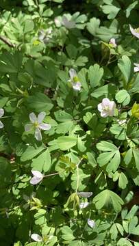 Image of western false rue anemone