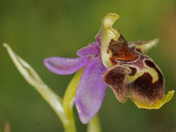 صورة Ophrys fuciflora subsp. heterochila