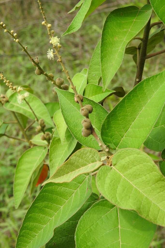 Image of Croton xalapensis Kunth