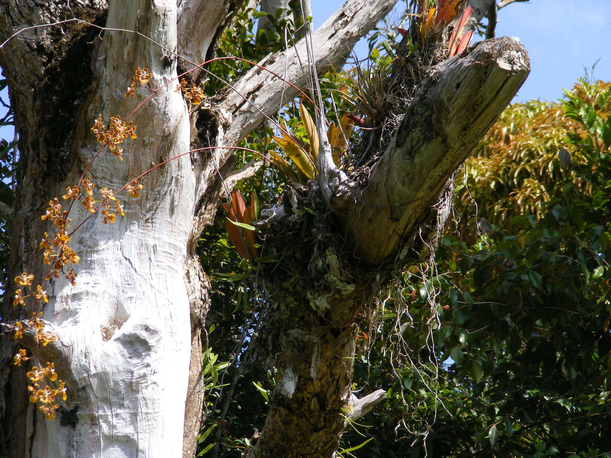 Image of spotted mule-ear orchid