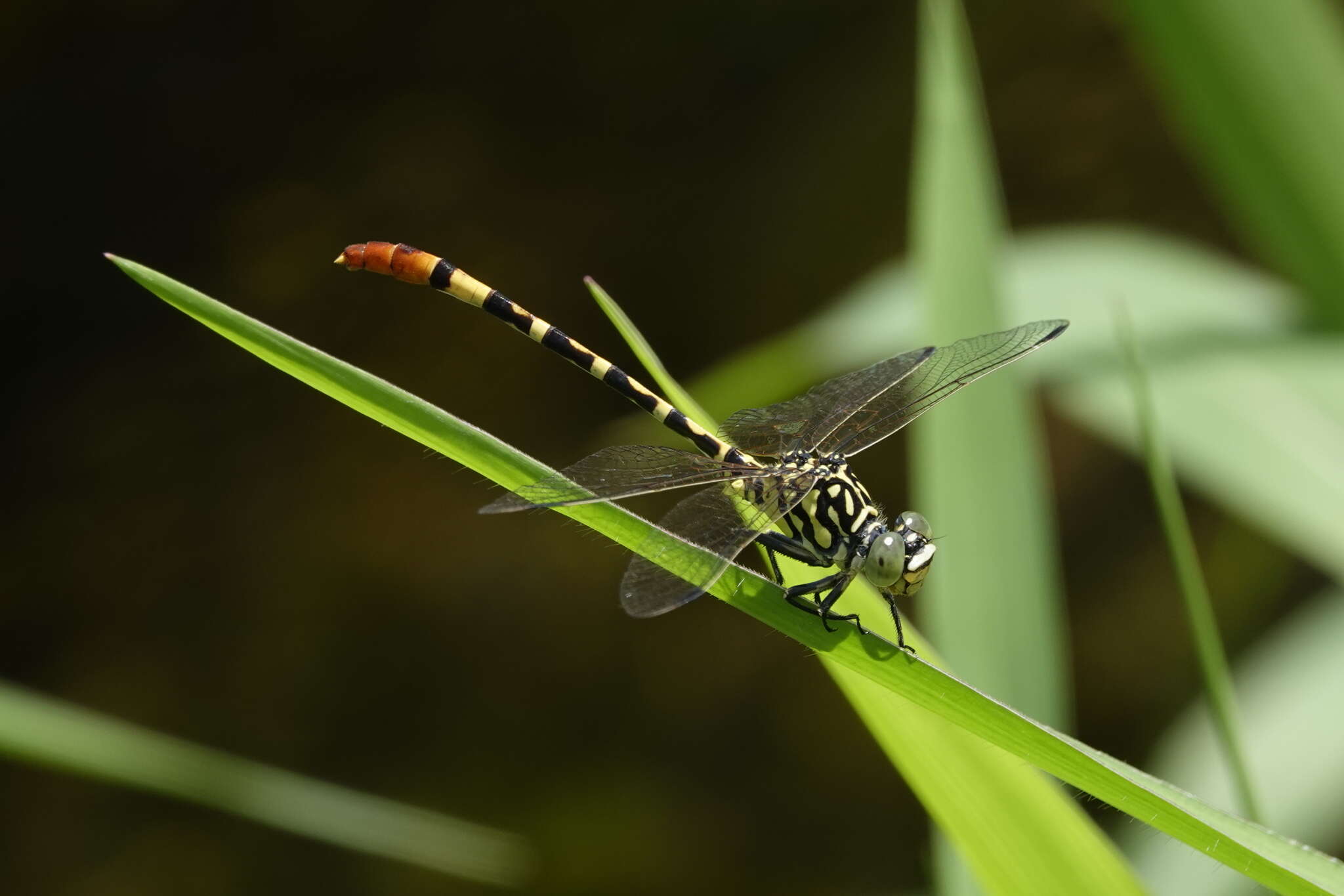 Image of Austroepigomphus turneri (Martin 1901)