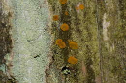 Image of Dacrymyces stillatus Nees 1816