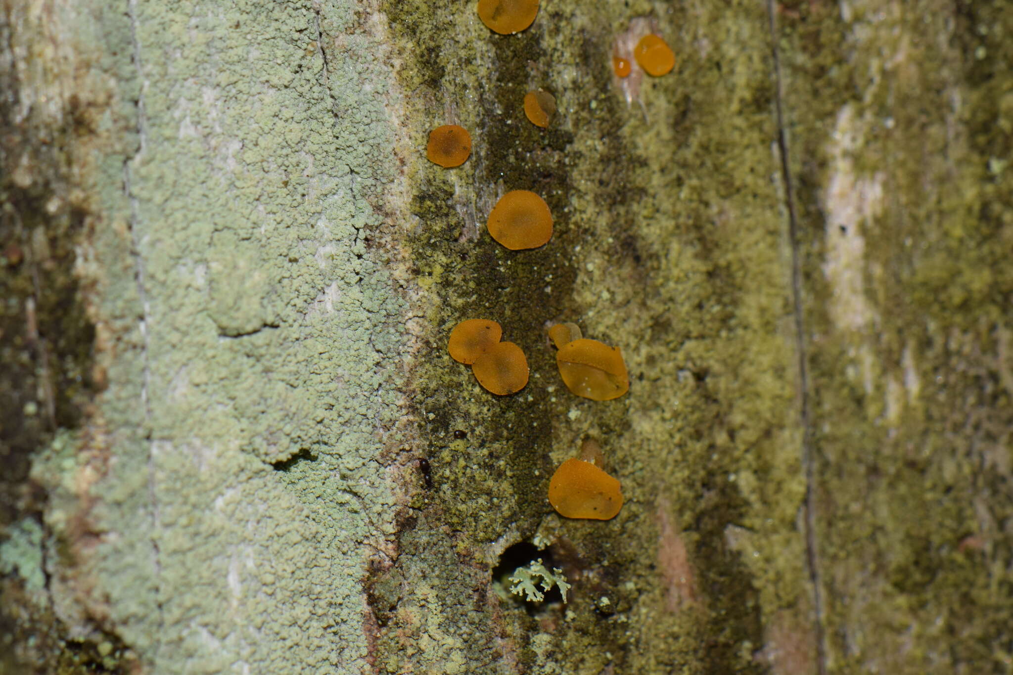 Image of Dacrymyces stillatus Nees 1816