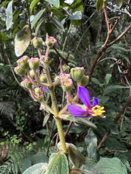 Image de Tibouchina mollis (Bonpl.) Cogn.