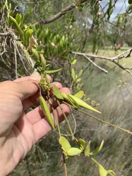 Vincetoxicum carnosum (R. Br.) Benth. resmi