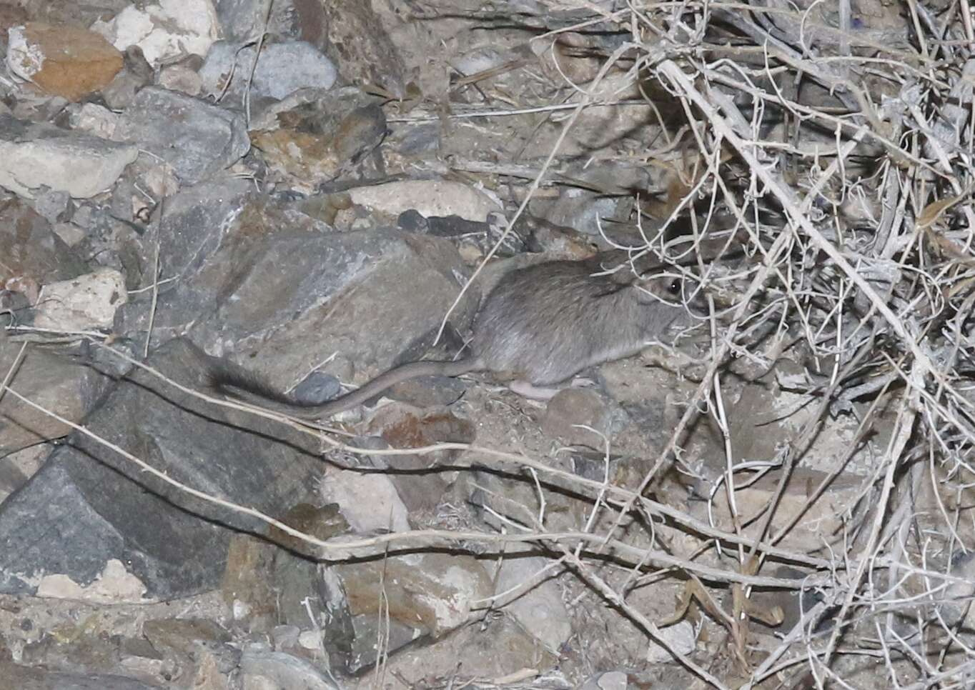 Image of Desert Woodrat