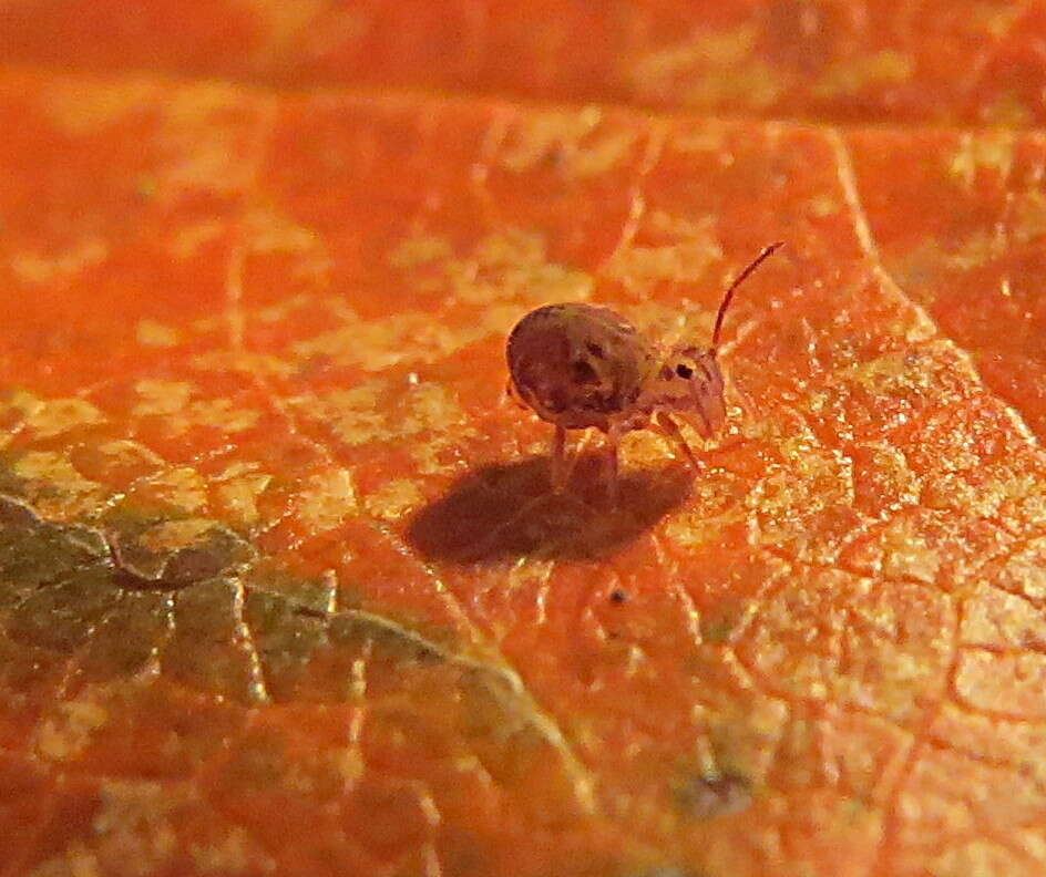 Image of Dicyrtomina saundersi (Lubbock & J 1862)