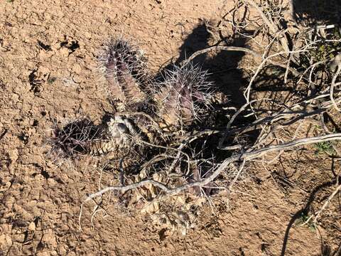 Image of Echinocereus triglochidiatus subsp. triglochidiatus