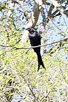 Image of Crested Drongo