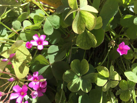 Image of windowbox woodsorrel