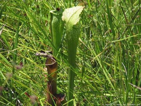 Image of pitcherplant