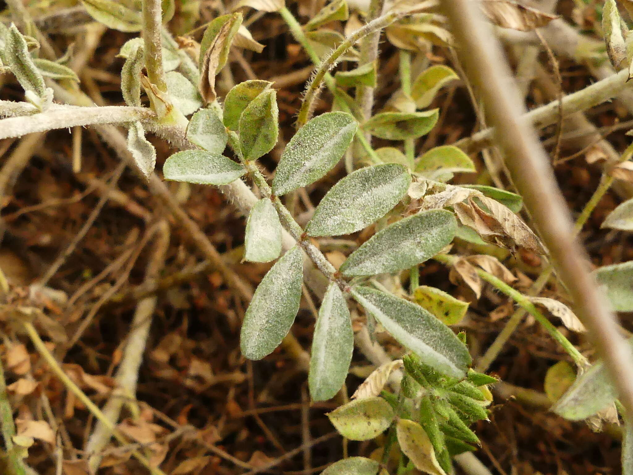 Image of cockshead sainfoin