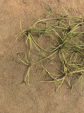 Image of proliferating bulrush