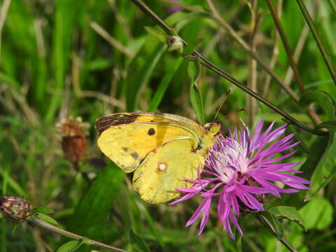 Image of clouded yellow