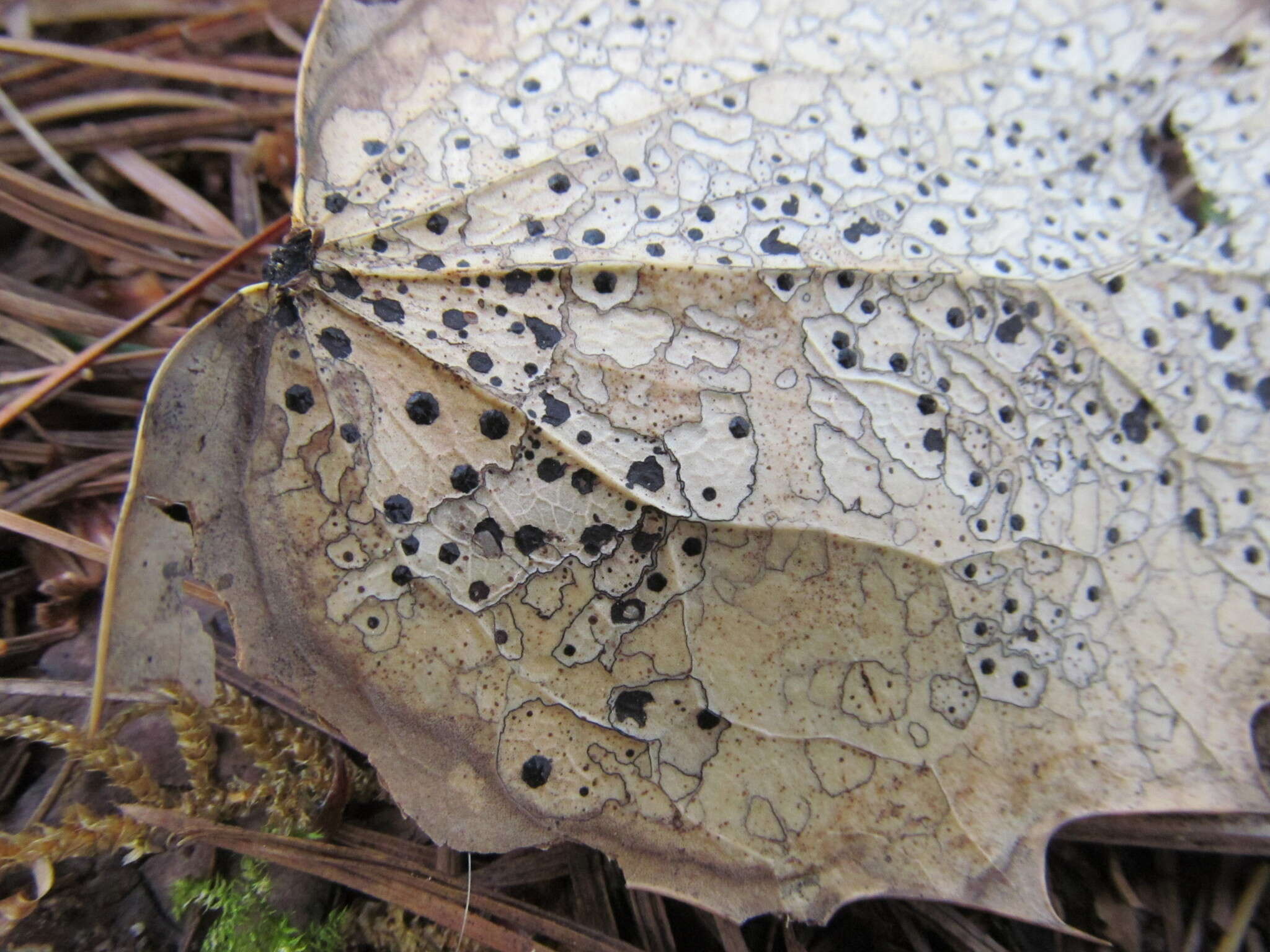 Coccomyces dentatus (J. C. Schmidt) Sacc. 1877的圖片