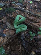 Image of Green Bush Viper