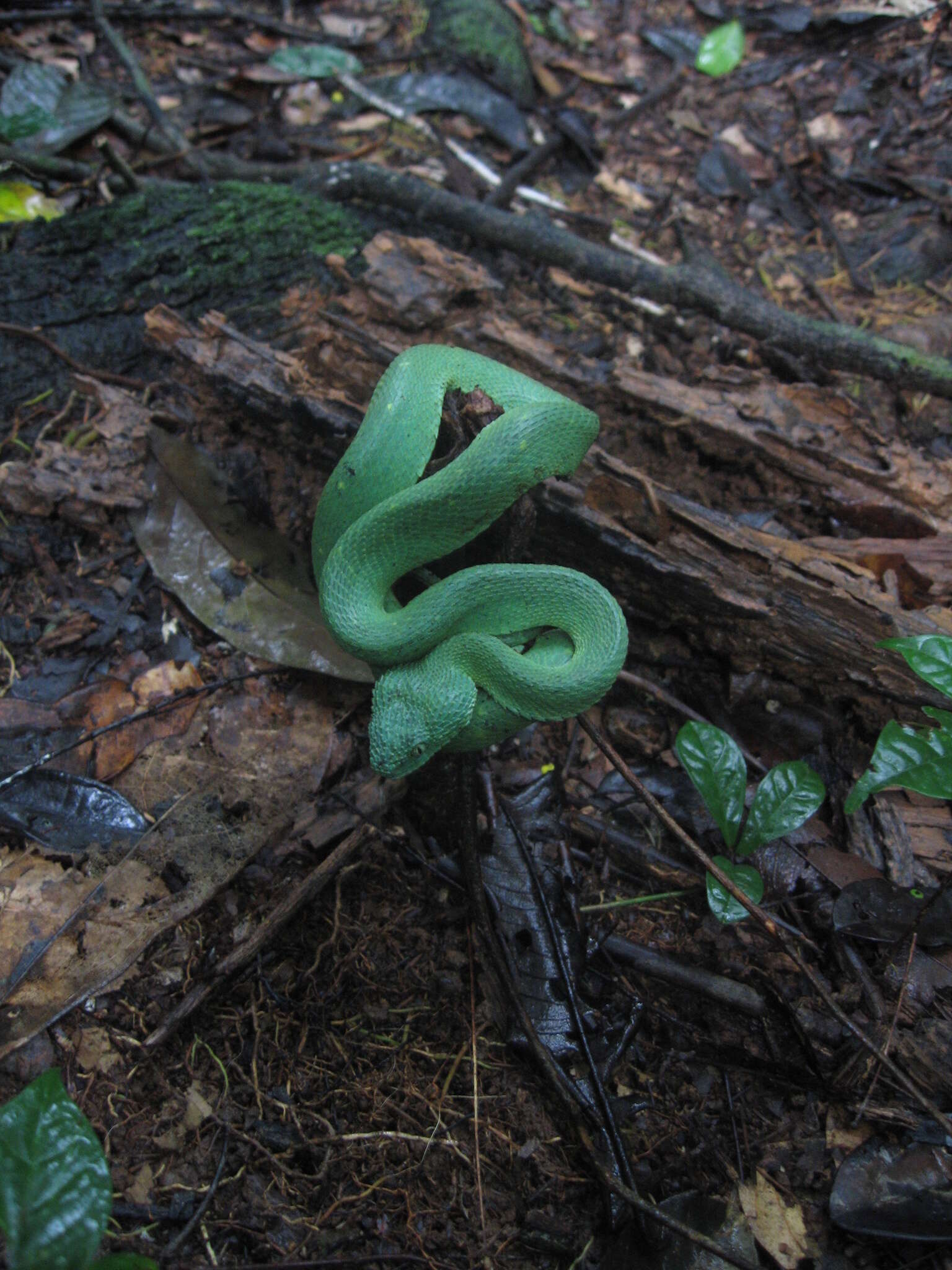Green Bush Viper - Encyclopedia of Life