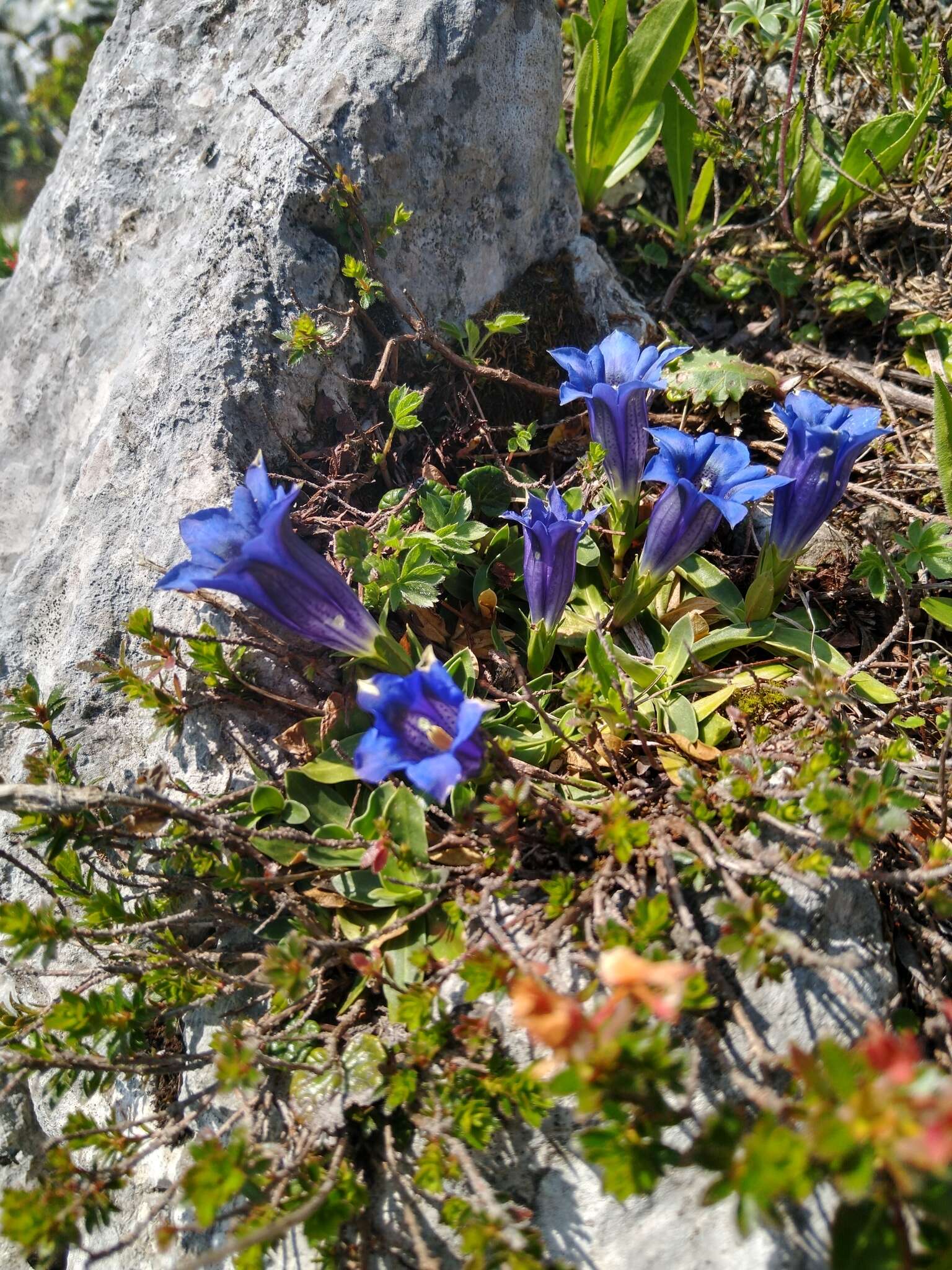 صورة Gentiana clusii subsp. clusii