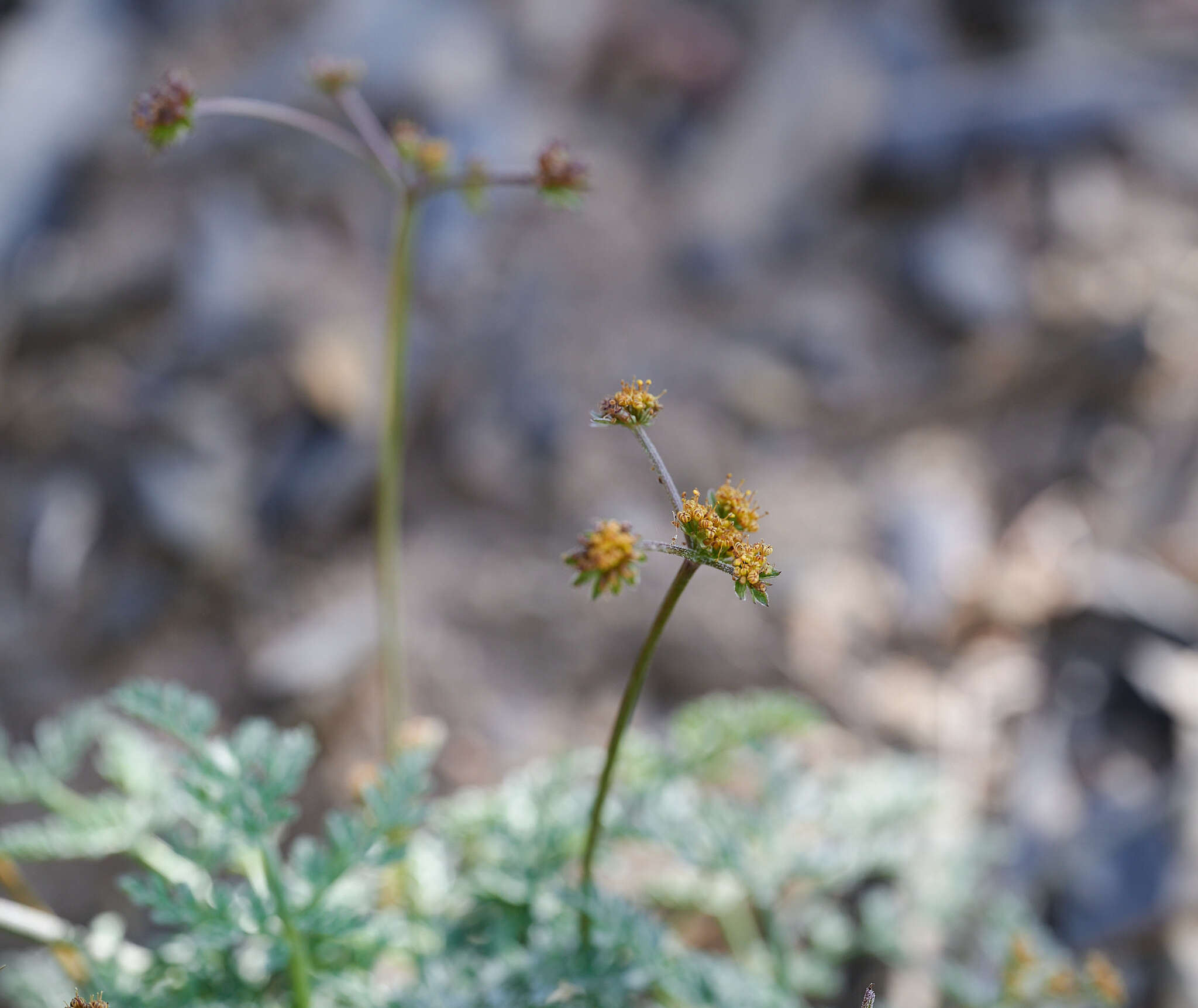 Image of Mt. Hamilton desertparsley