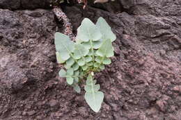 Image of Sonchus radicatus Ait.