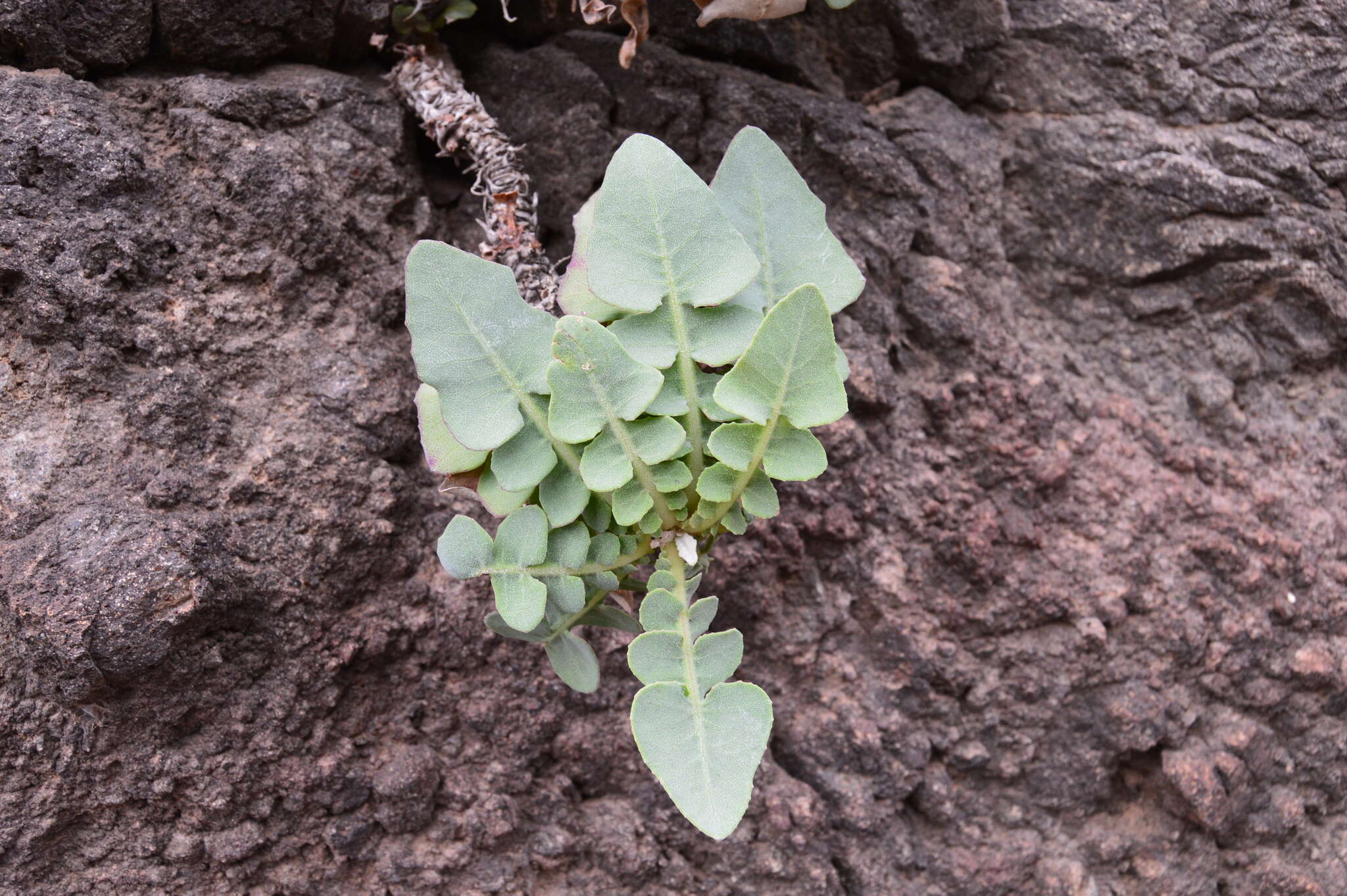 Image of Sonchus radicatus Ait.