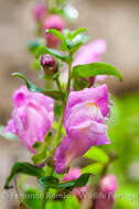 صورة Antirrhinum linkianum Boiss. & Reuter