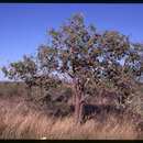 Image of Corymbia ferruginea subsp. stypophylla K. D. Hill & L. A. S. Johnson