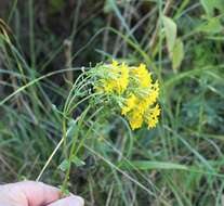 Image of Sebaea natalensis (Schinz) Schinz