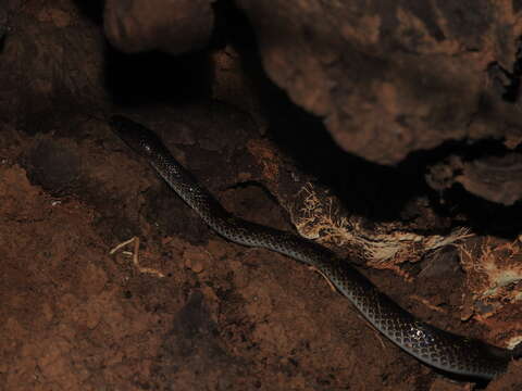 Image of Travancore Wolf Snake