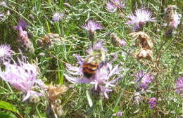 Слика од Bombus rufocinctus Cresson 1864