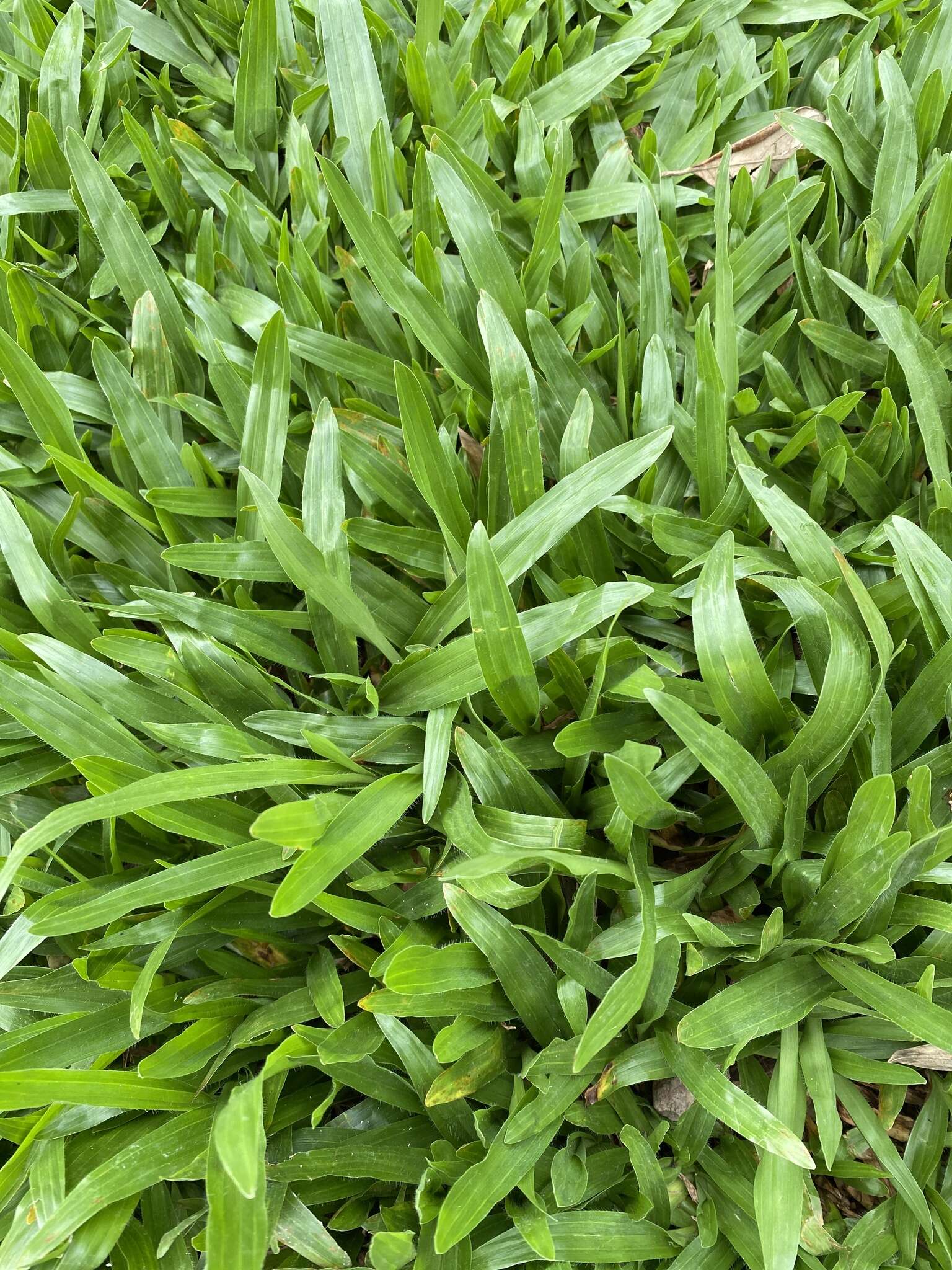 Image of broadleaf carpetgrass