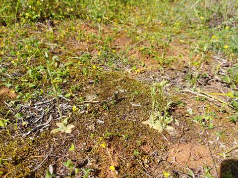 Image of Pterostylis lepida (D. L. Jones) G. N. Backh.