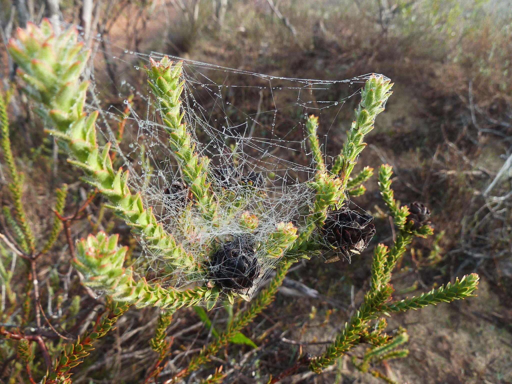 Image of Leucadendron thymifolium (Salisb. ex Knight) I. J. M. Williams