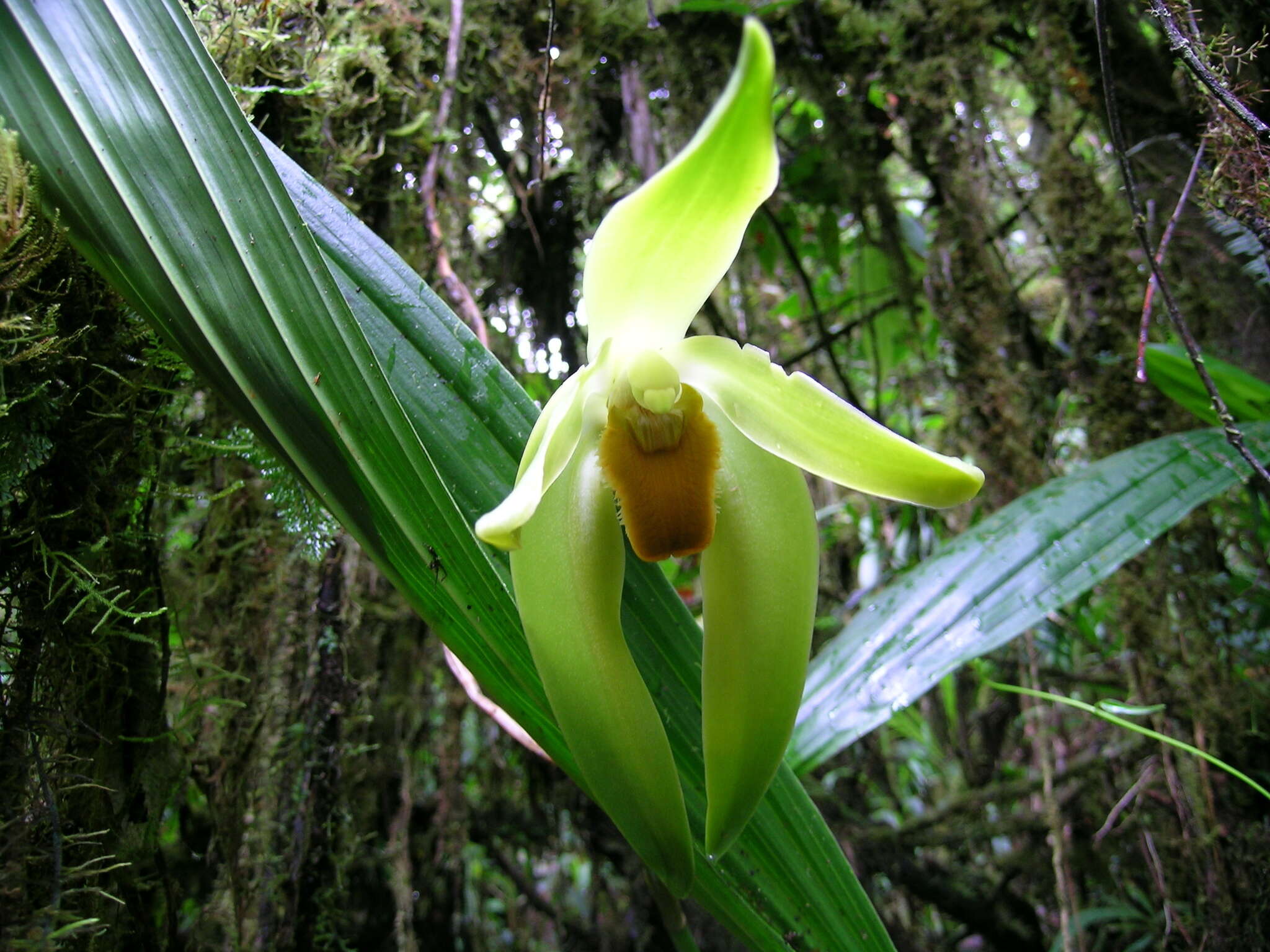 Image of Sudamerlycaste gigantea (Lindl.) Archila