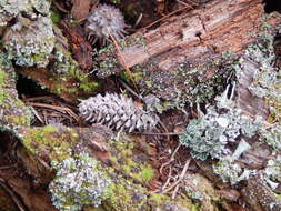 Image of Cooley Spruce Gall Adelgid